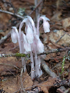 Monotrope uniflore - Monotropa uniflora