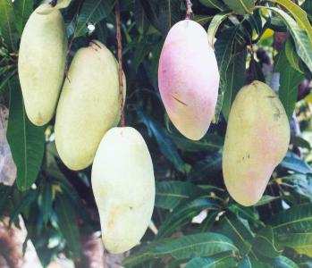 Konsep Terbaru Mangga Golek Madu, Pohon Mangga