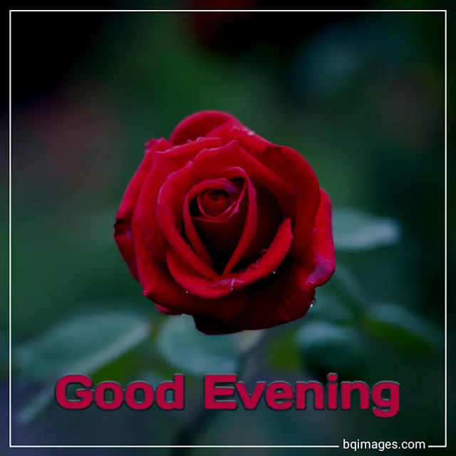 good evening flowers images