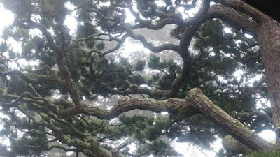 San Francisco Japanese Tea Garden - Tracery in the pines