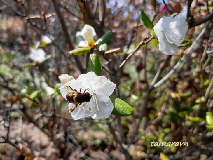 Рододендрон остроконечный (Rhododendron mucronulatum)