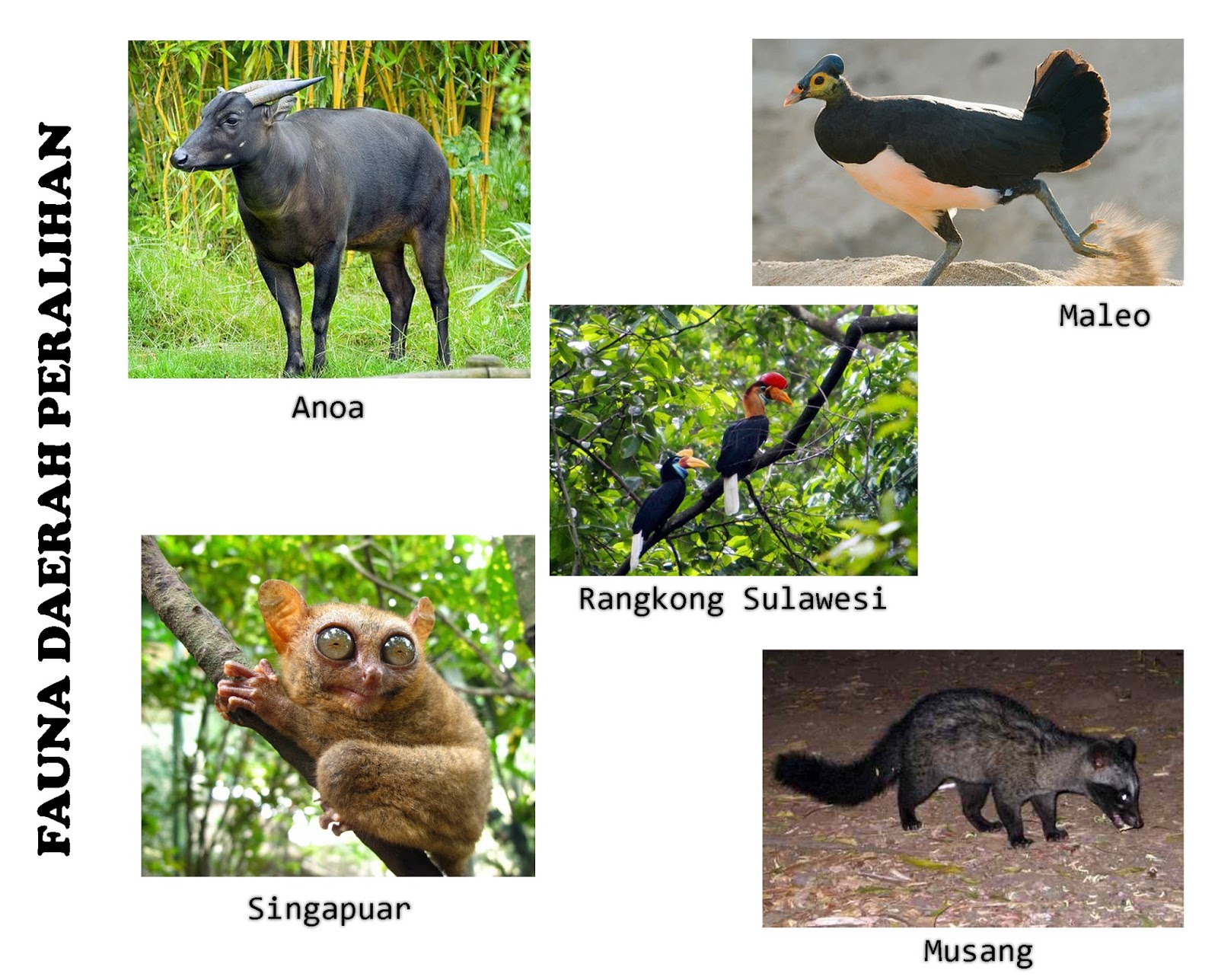 39 Gambar Fauna Indonesia Bagian Timur Tipe  Australis 