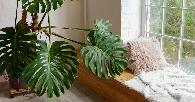 5 astuces pour bien entretenir ses plantes d'intérieur