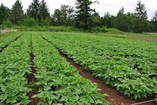 Beans Planting, Growing, and Harvesting Beans Growing Green Beans Share: Rate this Article: Average: 3.8 (561 votes)