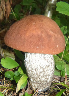 Leccinum piceinum - Bolet des épinettes - Bolet rude des épiceas