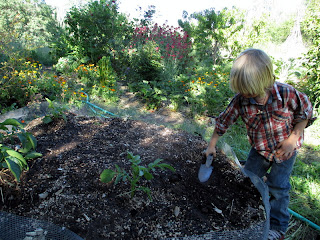 raised garden bed, planting potatoes