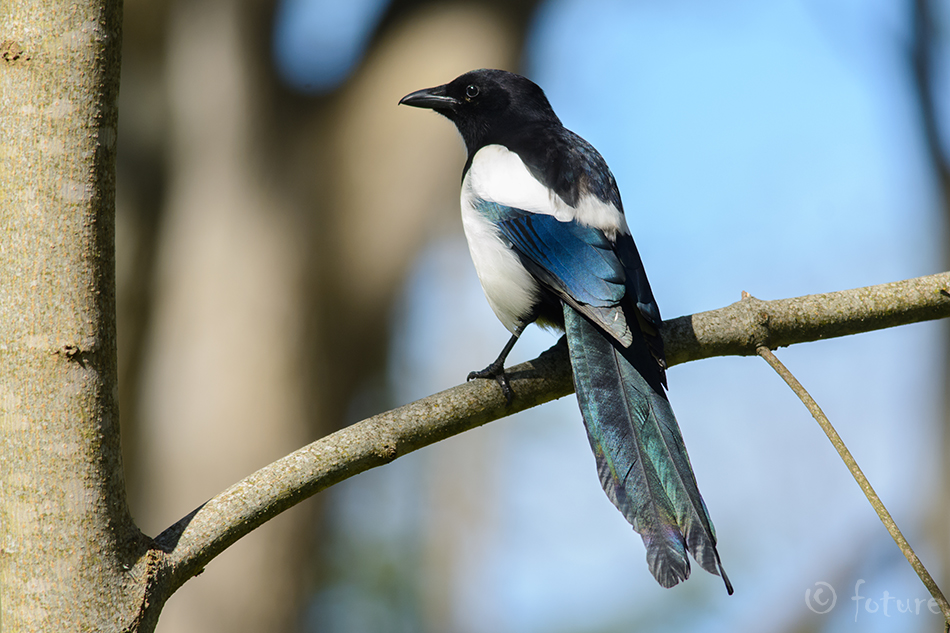 Harakas, Pica pica fennorum, Northern magpie, Eurasian, Common