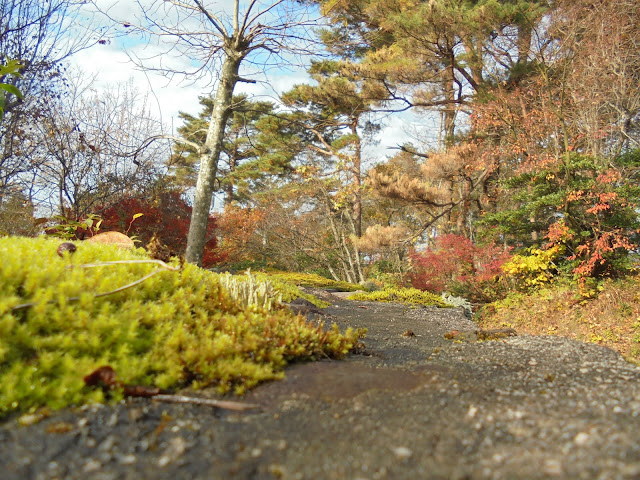 おどろ木ももの木さんしょの木