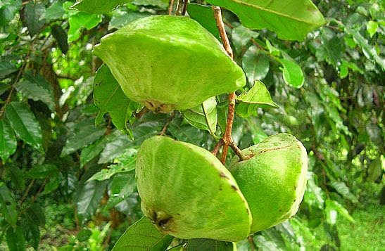 Que árvores plantar nas calçadas?