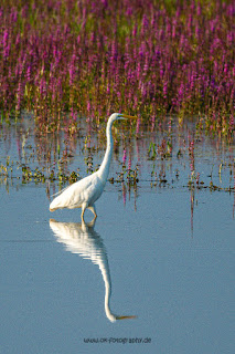 Wildlifefotografie Silberreiher Lippeaue Olaf Kerber