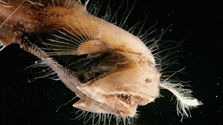 ANGLERFISH