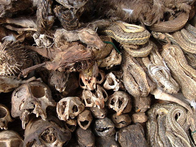 Dried skulls sells here