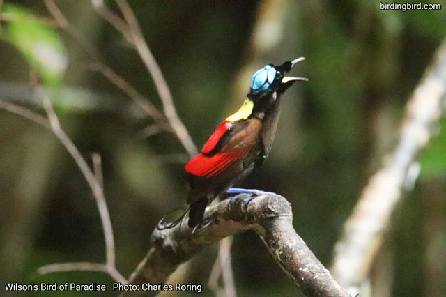 Male Wilson's Bird of Paradise was calling his female mating partners.