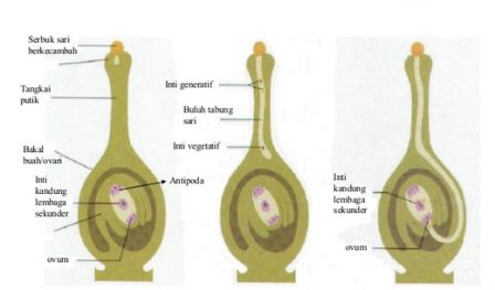 Contoh gambar gerakan kemotropisme pada tumbuhan