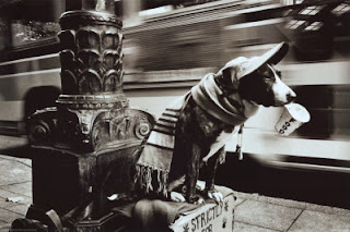 London Dog, Greyhound Adoption, London Greyhound
