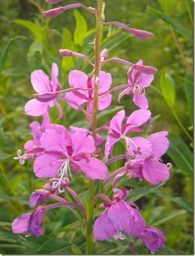 fireweed