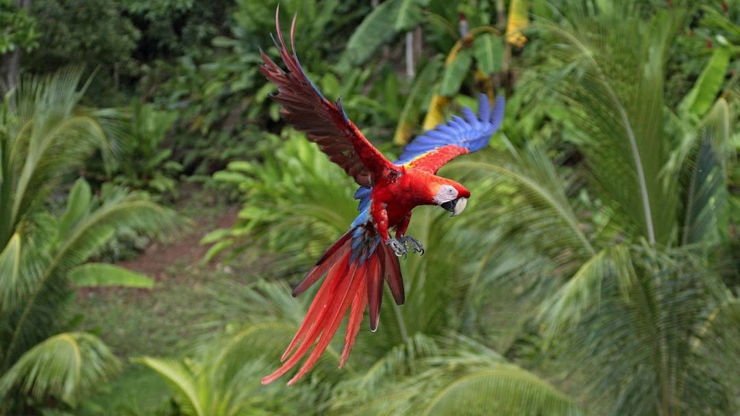 Parrot Flying HD Wallpaper