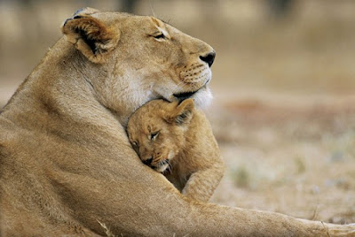 Animal mother love