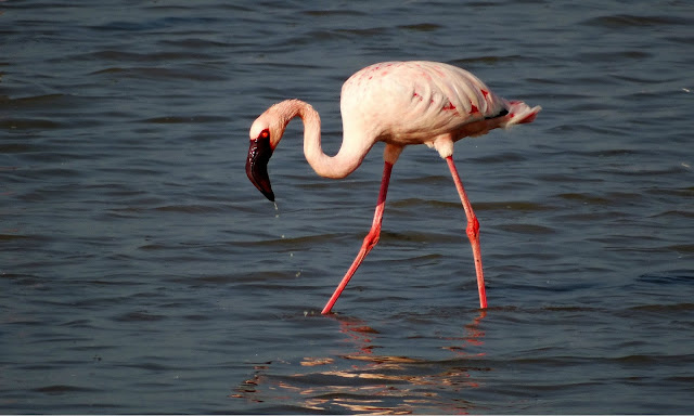 Birds of Gujarat-jamnagar