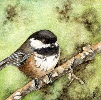 watercolour chickadee painting