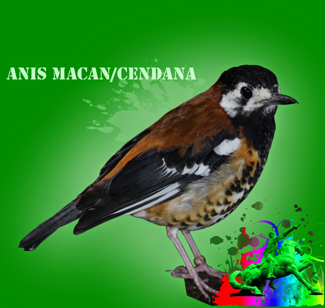 Download suara burung anis macan gacor