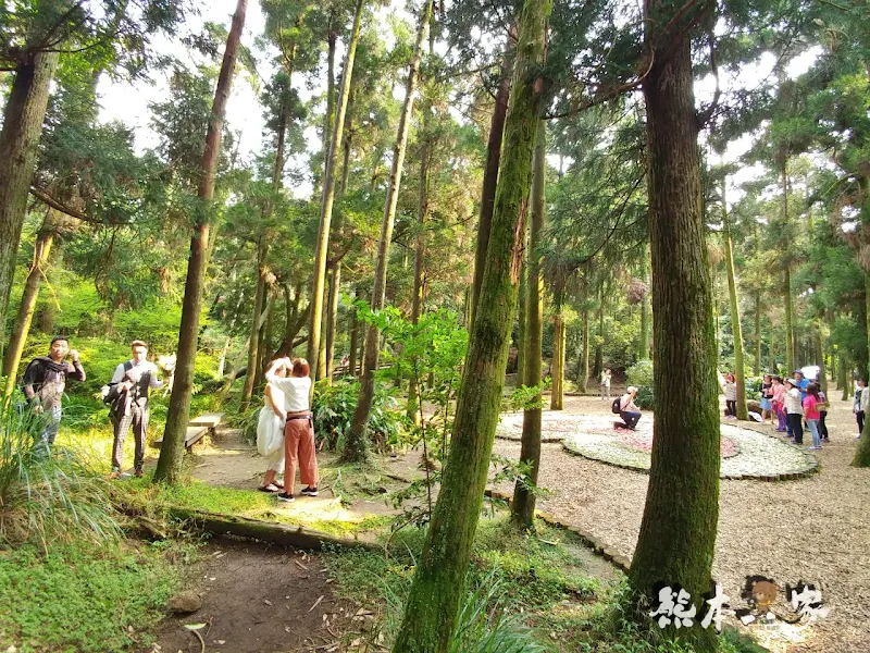 竹子湖黑森林(小溪頭)｜陽明山婚紗熱門拍攝景點｜仿如童話森林場景