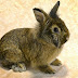 Rabbit Enrichment with Behavior Training