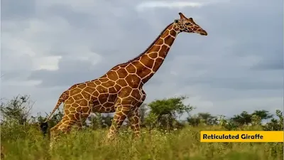 Reticulated giraffe