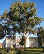 matureeucalyptus
