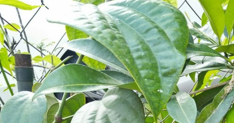 HERBA : LADA HITAM
