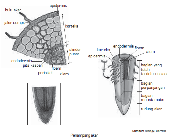 Jaringan Penyusun Akar, Anatomi Akar (Epidermis, Korteks 