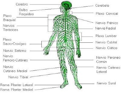 Dibujos del Sistema Nervioso del cuerpo humano indicando sus partes 