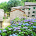 Plant and care for thousands of hydrangeas to save his village from abandonment