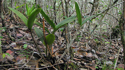 Cattleya granulosa care and culture