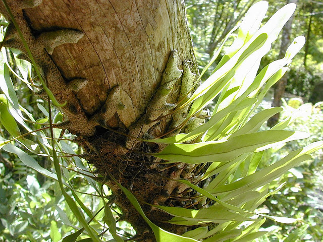 Lecanopteris sinuosa