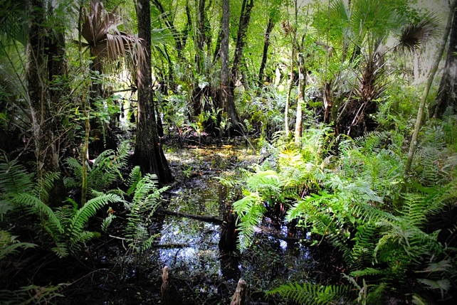  Hutan  Di Malaysia Hutan  Paya Gambut  AlamBlogr