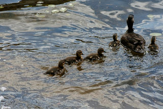 ducklings