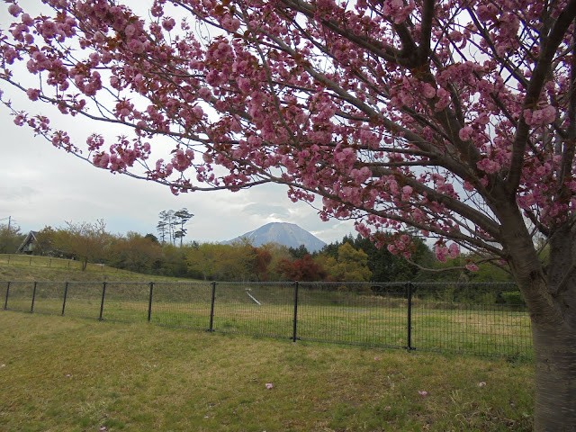 伯耆町総合スポーツ公園の牡丹桜