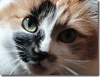 katie cat