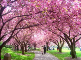 Pemandangan Bunga Sakura Di Jepang