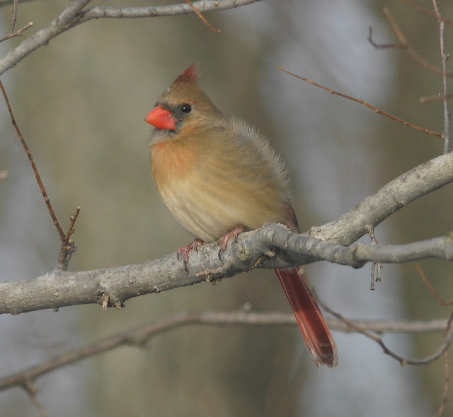 Northern Cardinal Bird