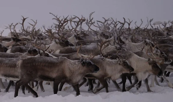 80 thousand deer in Arctic Russia under threat of starvation