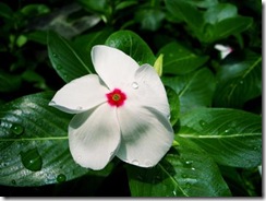 clip_image032