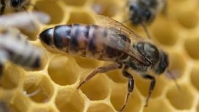 Κρήτη: Οι μέλισσες «αυτοκτονούν» από την έλλειψη τροφής