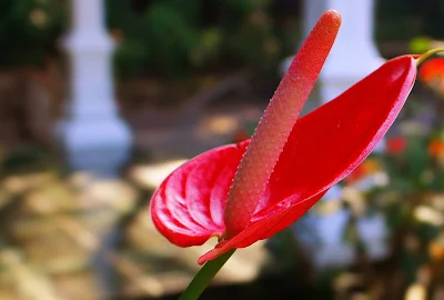 Foto Macro Bunga Yang Indah Di Taman