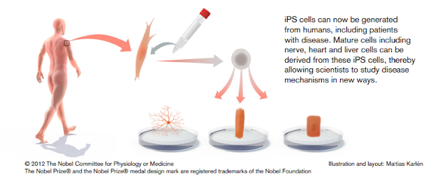 iPS cell uses