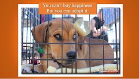 Shelter dog with You can't buy happiness but you can adopt it" quote