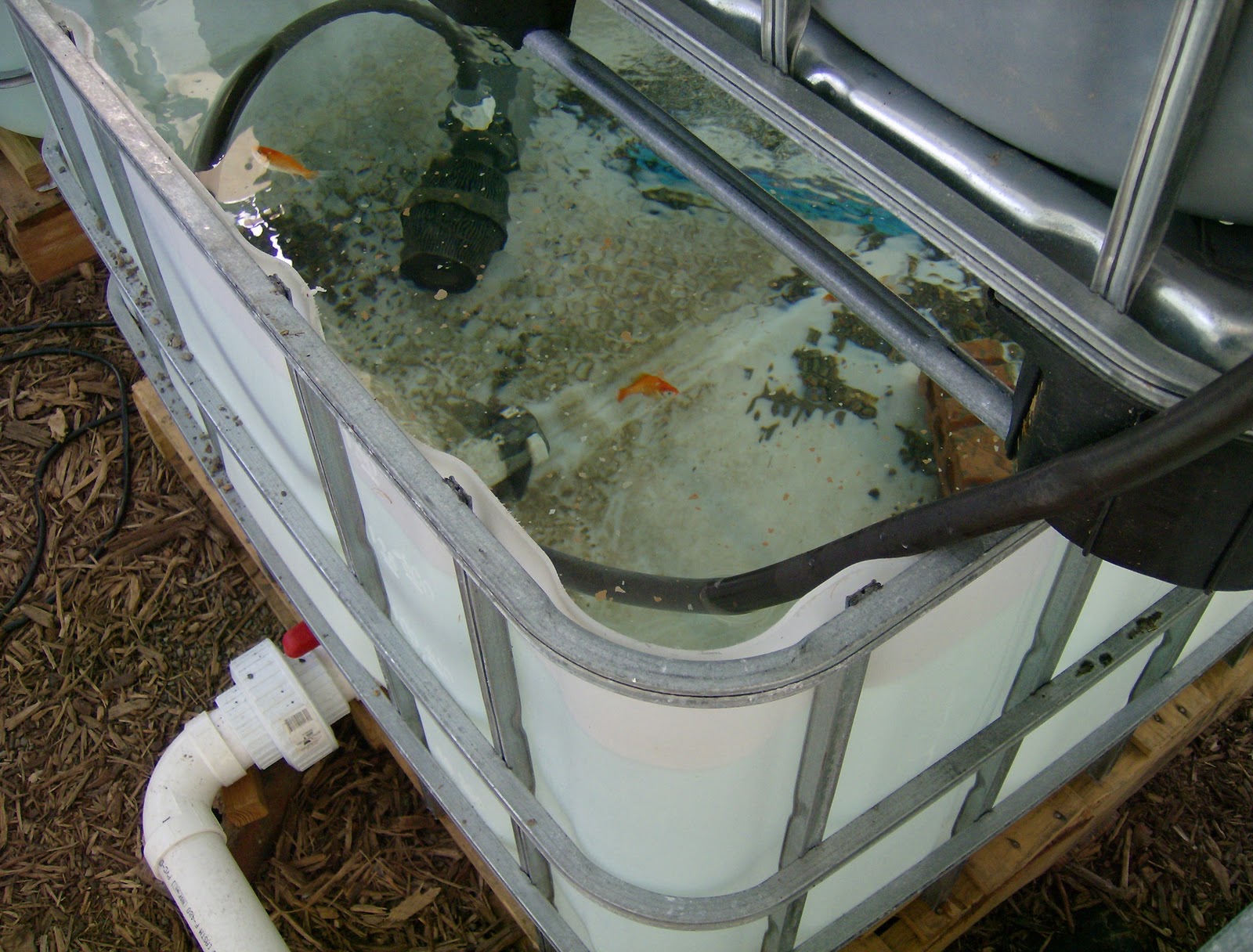 IBC Tote Aquaponics