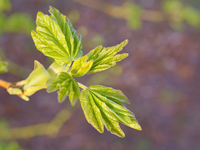 Close up of field maple leaves unfolding