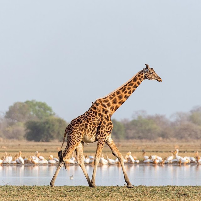 Inúmeras organizações reúnem esforços para reverter a tendência de extinção da girafa kordofan